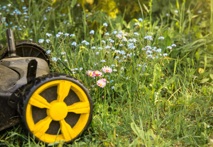 Rewild Your Garden Easy Things You Can Do To Make A Big Difference