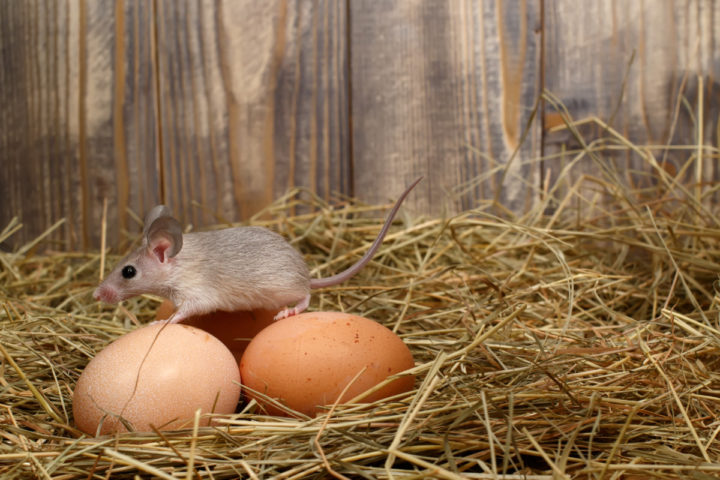 Common Chicken Coop Mistakes I Wish I Knew Earlier