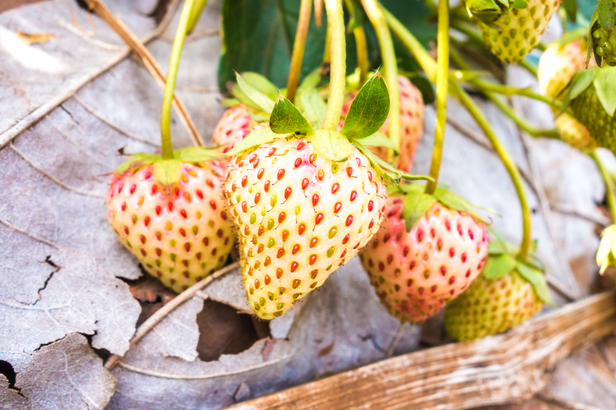 Cómo cultivar arándanos fresas blancas con sabor tropical Mi Diario