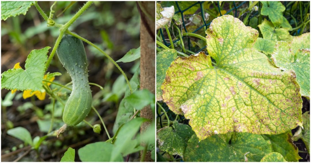 11 Common Cucumber Growing Problems How To Fix Them