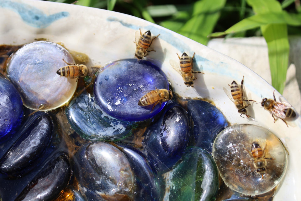 Bee Watering Station Ideas To Provide Drinking Water For Bees