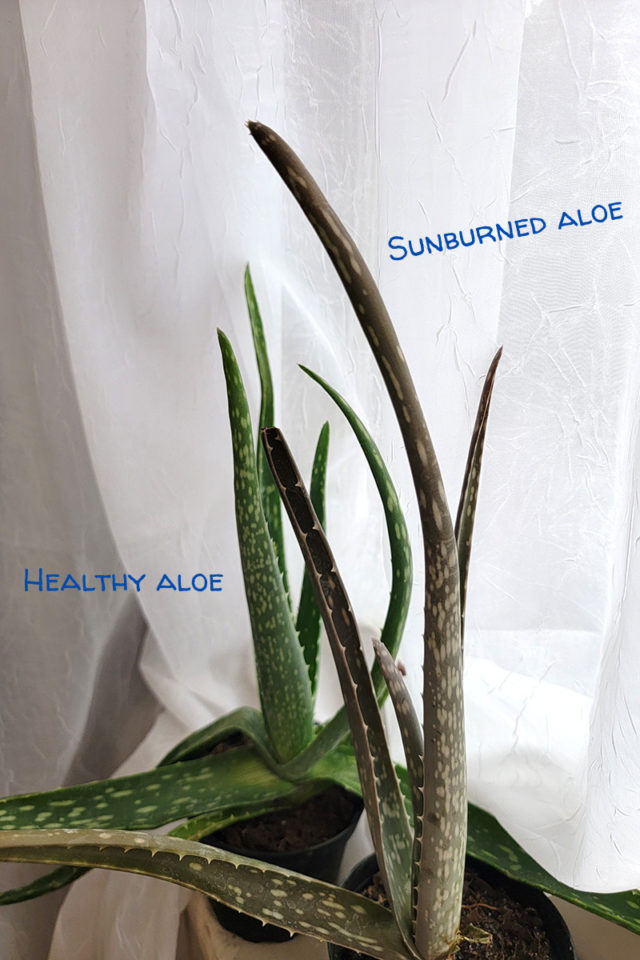 7 Fascinating Things Everyone With An Aloe Plant Needs To Know