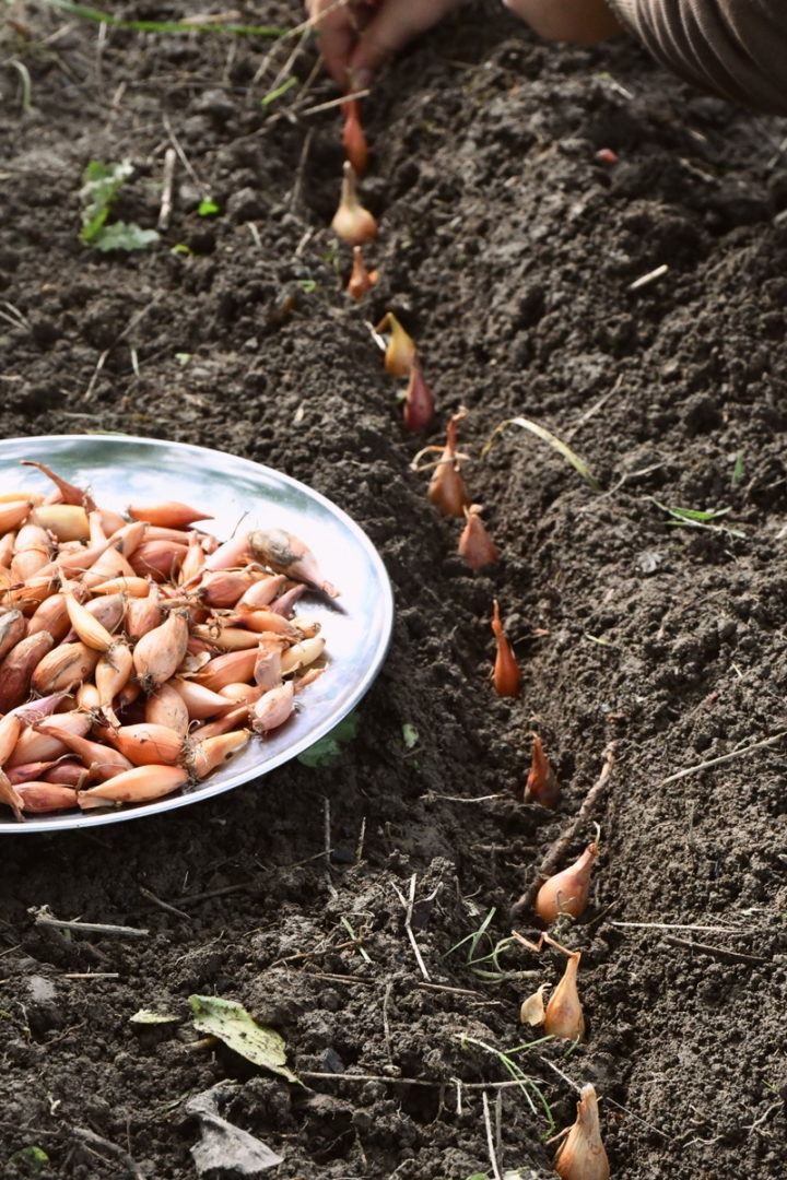 Reasons To Plant Onions In Fall How To Do It