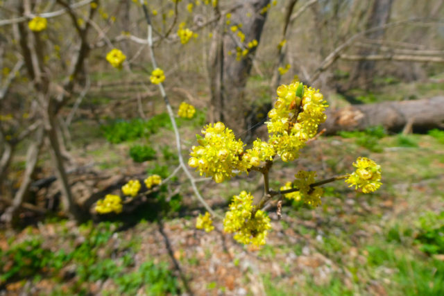 Reasons Everyone Needs To Grow A Northern Spicebush