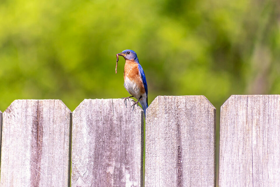 Ways To Attract Bluebirds To Your Yard