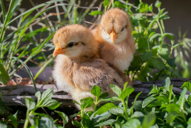 13 Sex Link Autosexing Chickens No More Surprise Roosters