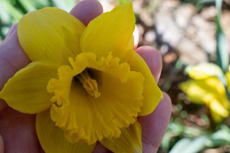 How To Collect Grow Daffodils From Seed Why You Should Try It