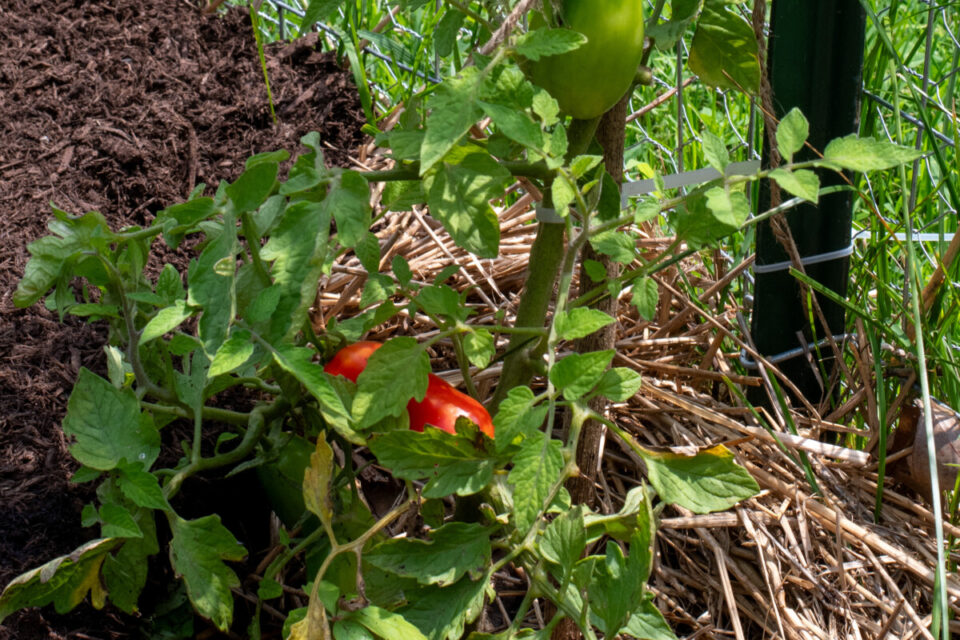 Tomatoes Not Ripening This Is Almost Certainly Why