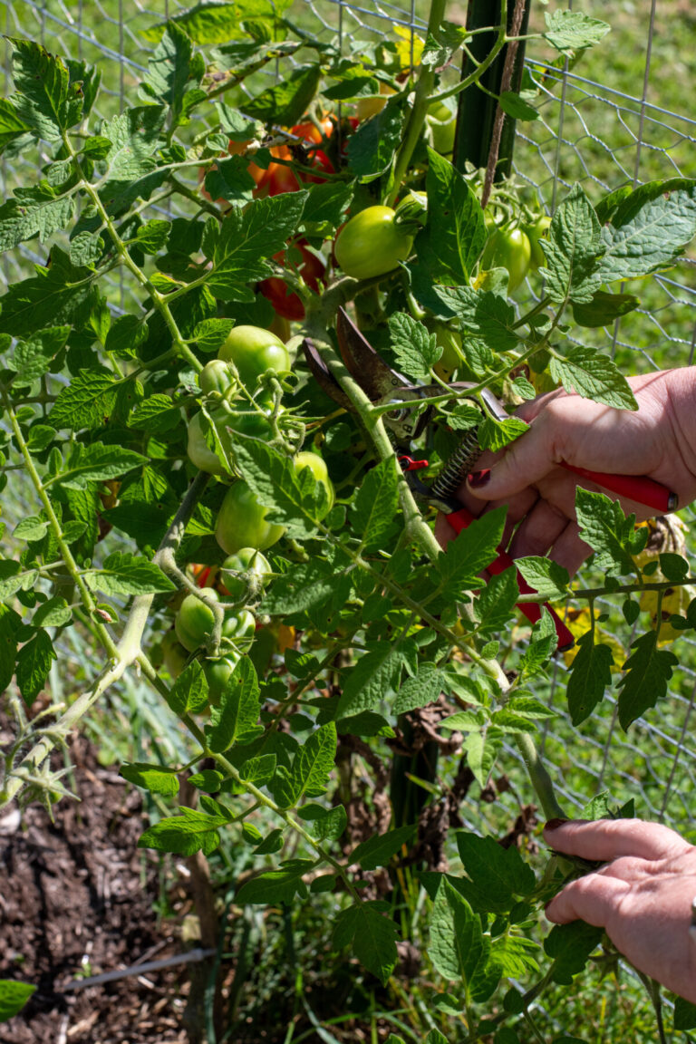 How To Overwinter Tomato Plants Get Early Tomatoes Next Year