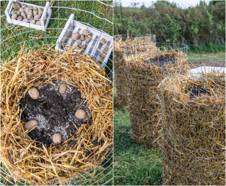 Genius Ideas For Growing Sacks Of Potatoes In Tiny Spaces