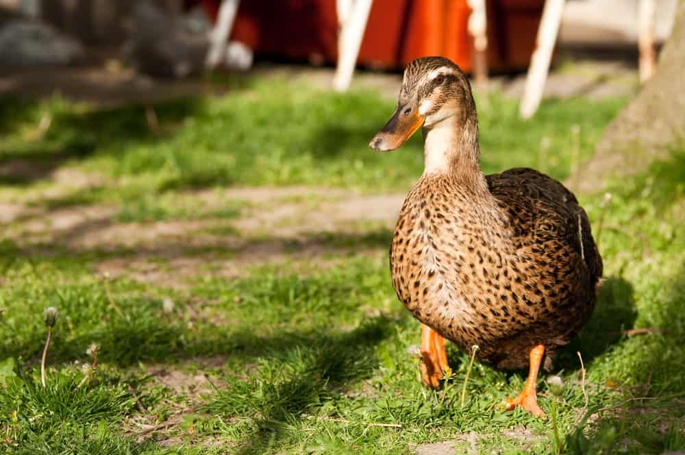 11 Things You Need To Know About Raising Backyard Ducks