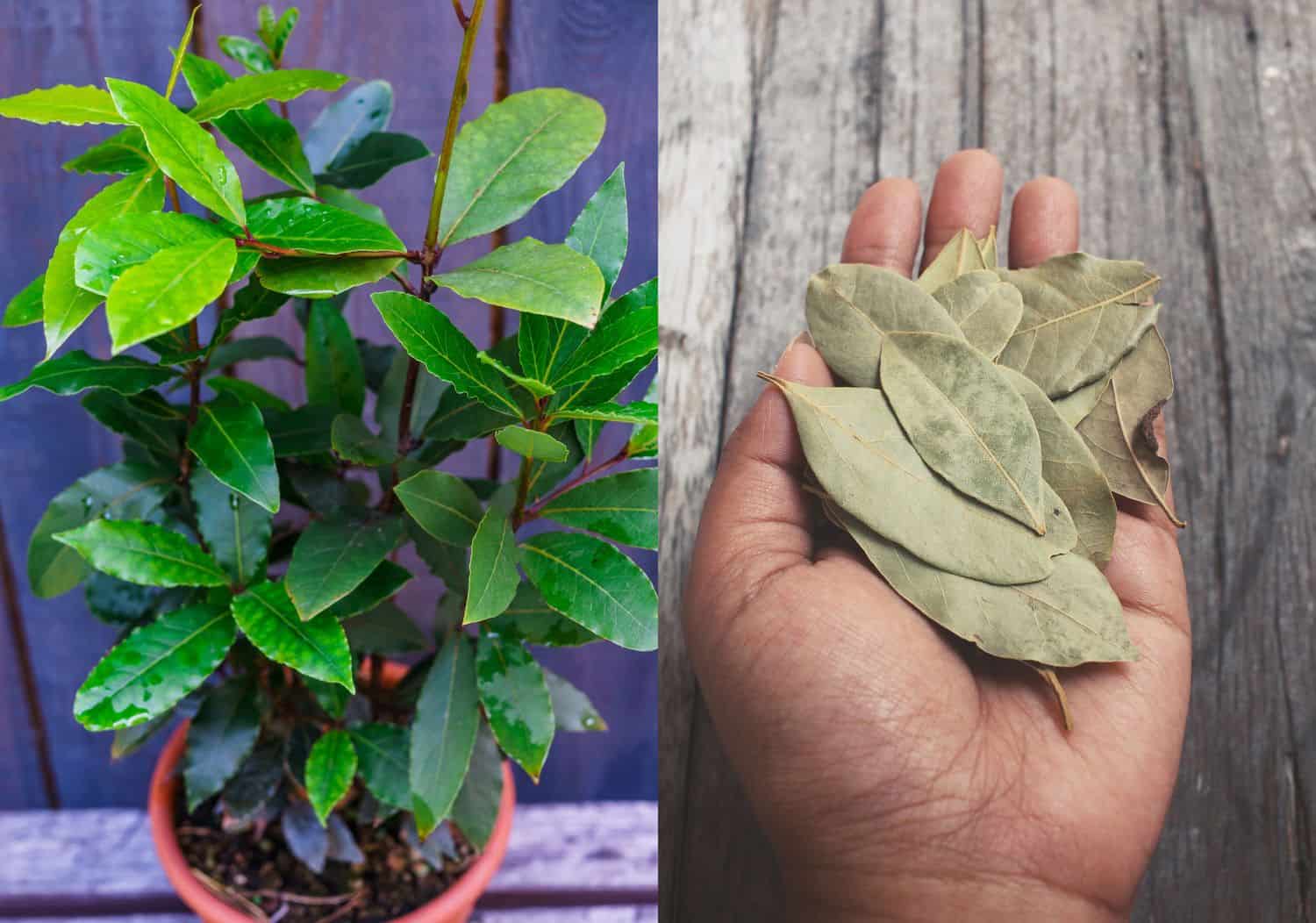 How To Grow Care For A Bay Tree & Bay Leaf Uses