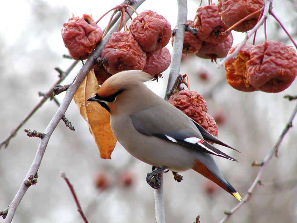 The Total Guide To Growing & Caring For A Crabapple Tree