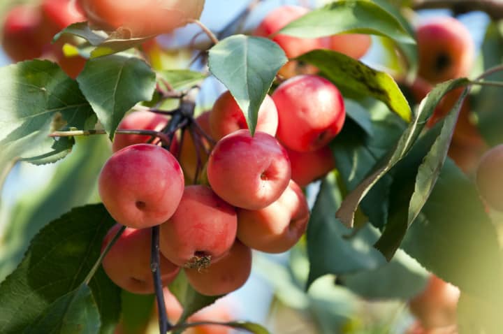 The Total Guide To Growing & Caring For A Crabapple Tree