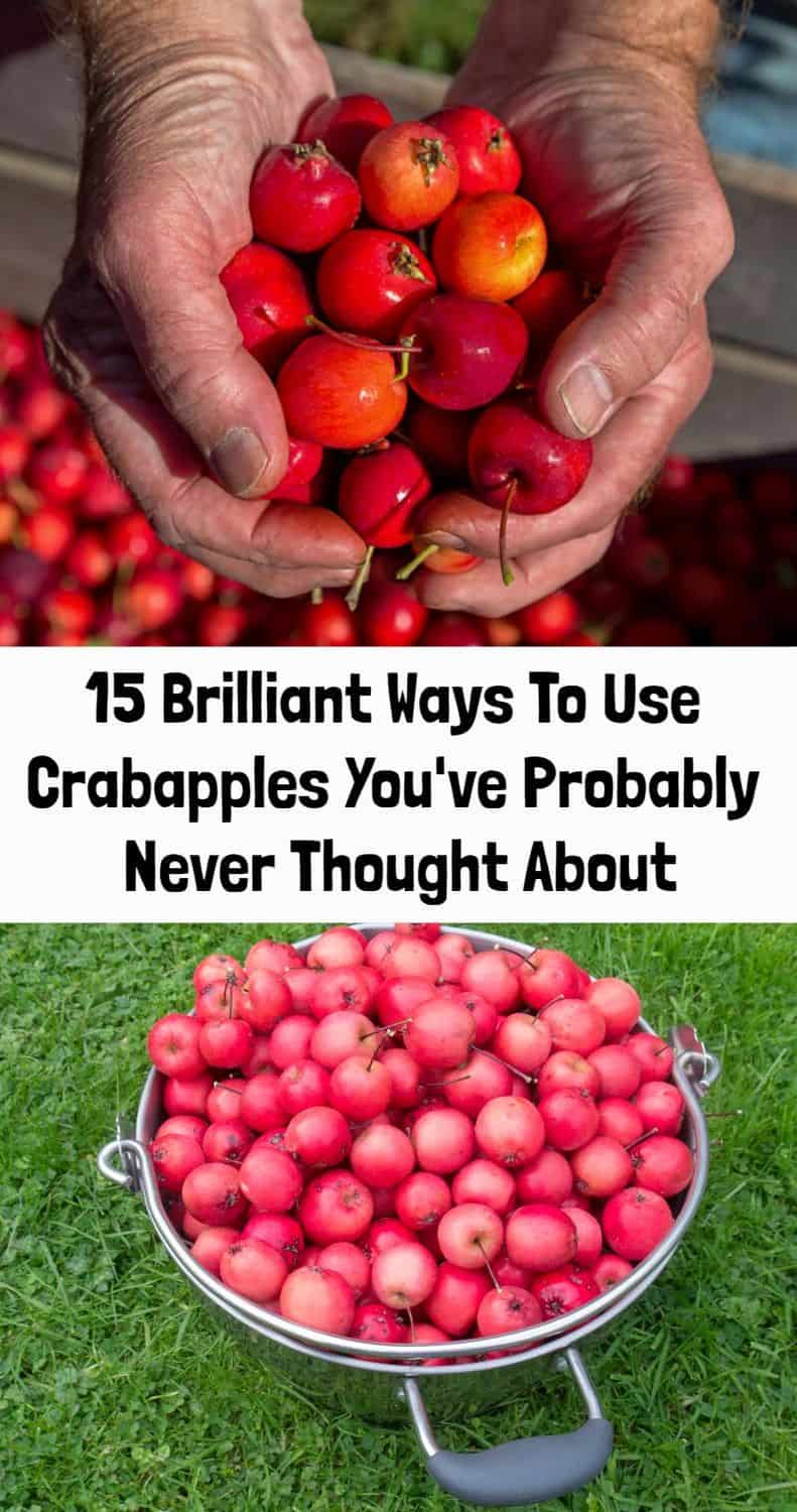 how-to-use-crabapples-15-delicious-recipes-you-ve-probably-never-tried