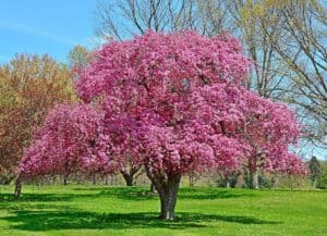 The Total Guide To Growing & Caring For A Crabapple Tree