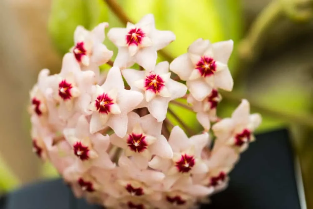 Hoya Plants: The Total Guide To Growing &aмp; Caring For The "Wax Plant"