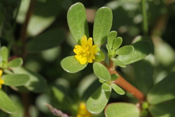 8 Common Weeds Your Chickens Will Love (& 8 Poisonous Plants To Avoid!)