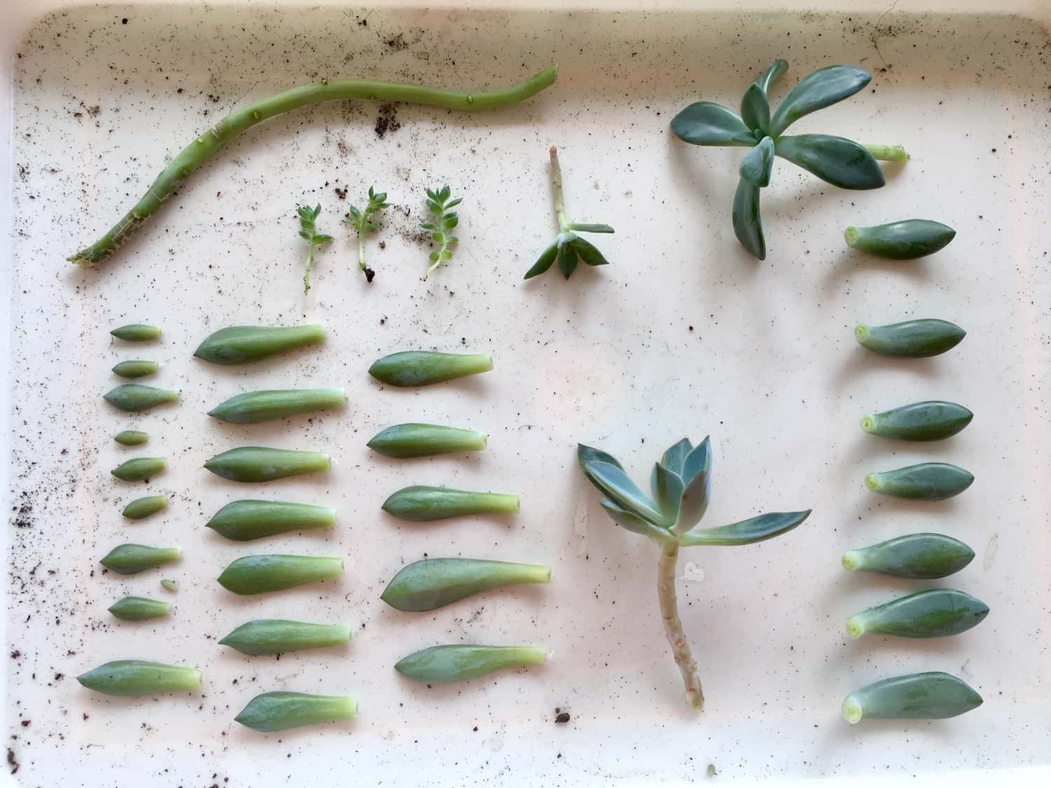 Easy Ways To Propagate Succulents From Leaf Stem Or Branch Cuttings