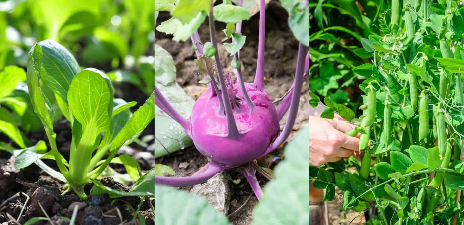 it-s-not-too-late-20-vegetables-you-can-plant-in-summer