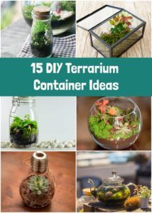 DIY Terrariums: Everything You Need To Know To Build Your Own