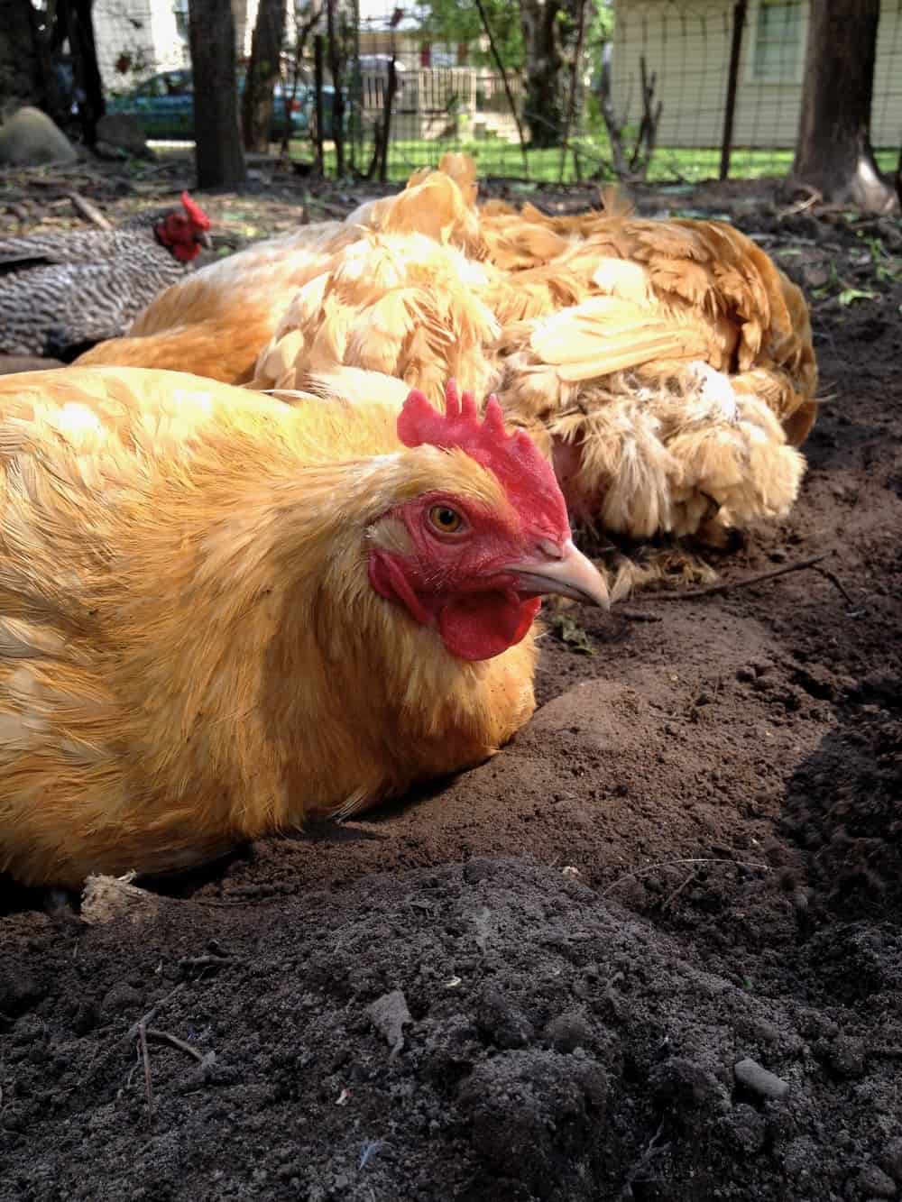 How to Make a Chicken Dust Bath In Just Two Minutes