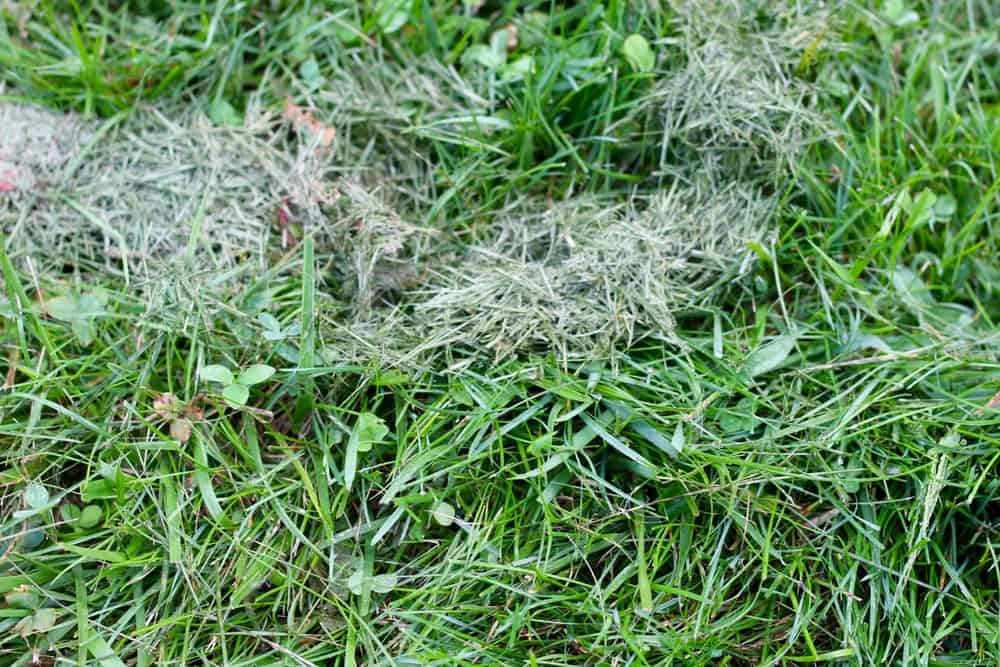 leaving grass clippings on lawn