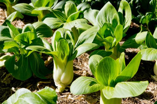 10 Ways To Use Bok Choy That's Not A Stir Fry