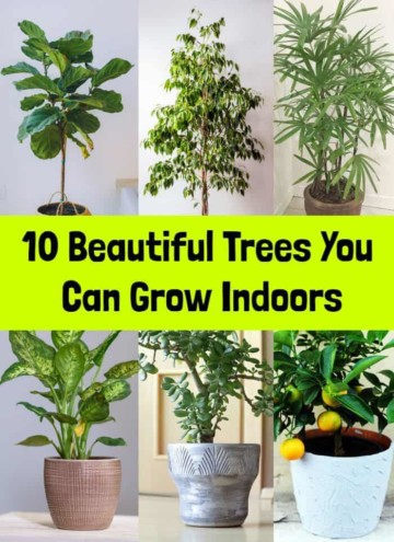 10 Beautiful Trees You Can Grow Indoors   Indoor Trees Pin 360x495 