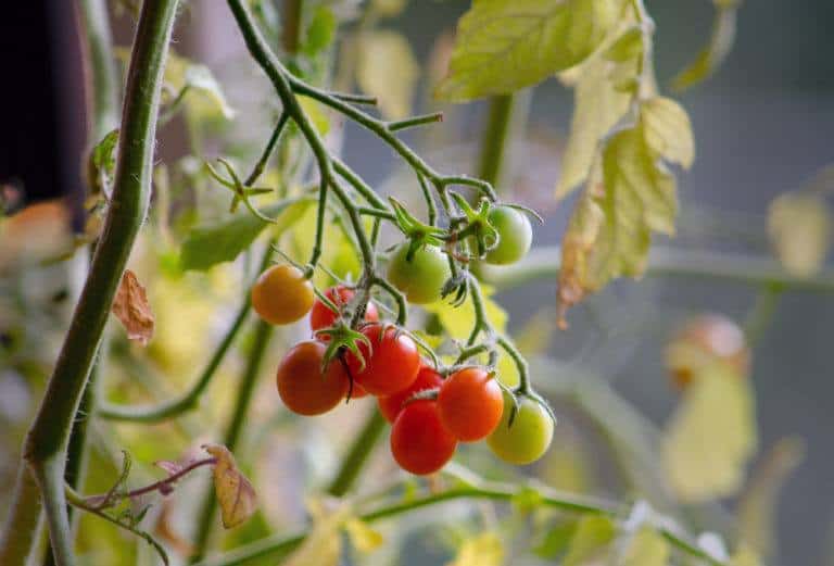 How To Grow Upside Down Tomato Plants