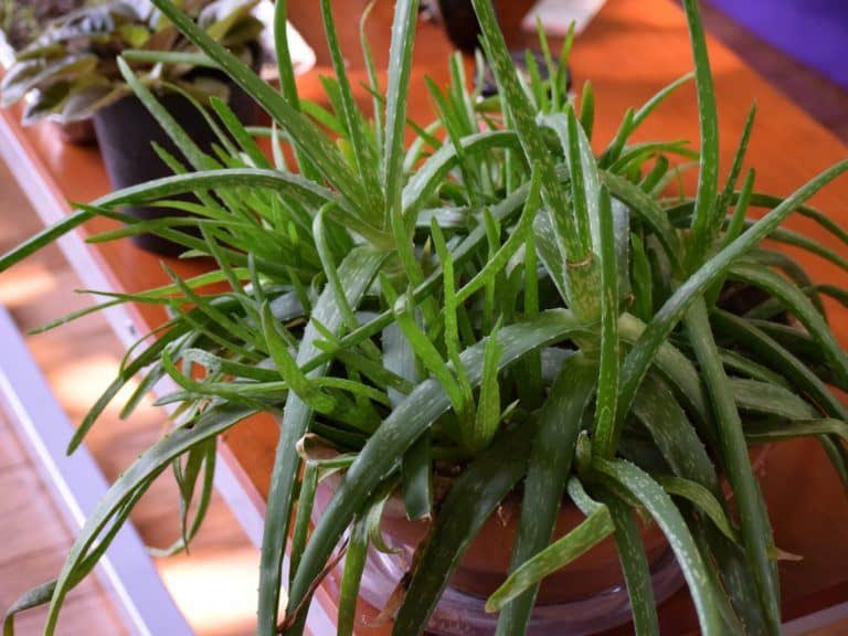 How To Propagate Aloe Vera By Transplanting Aloe Vera Pups