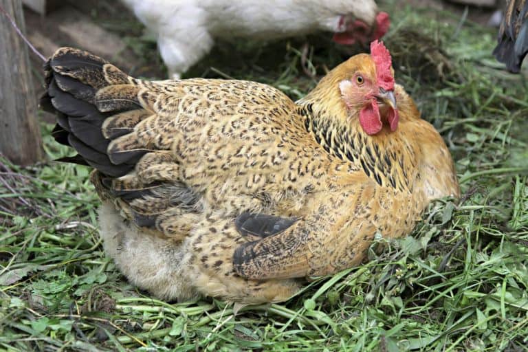 7 Ways To Get More Eggs From Your Chickens