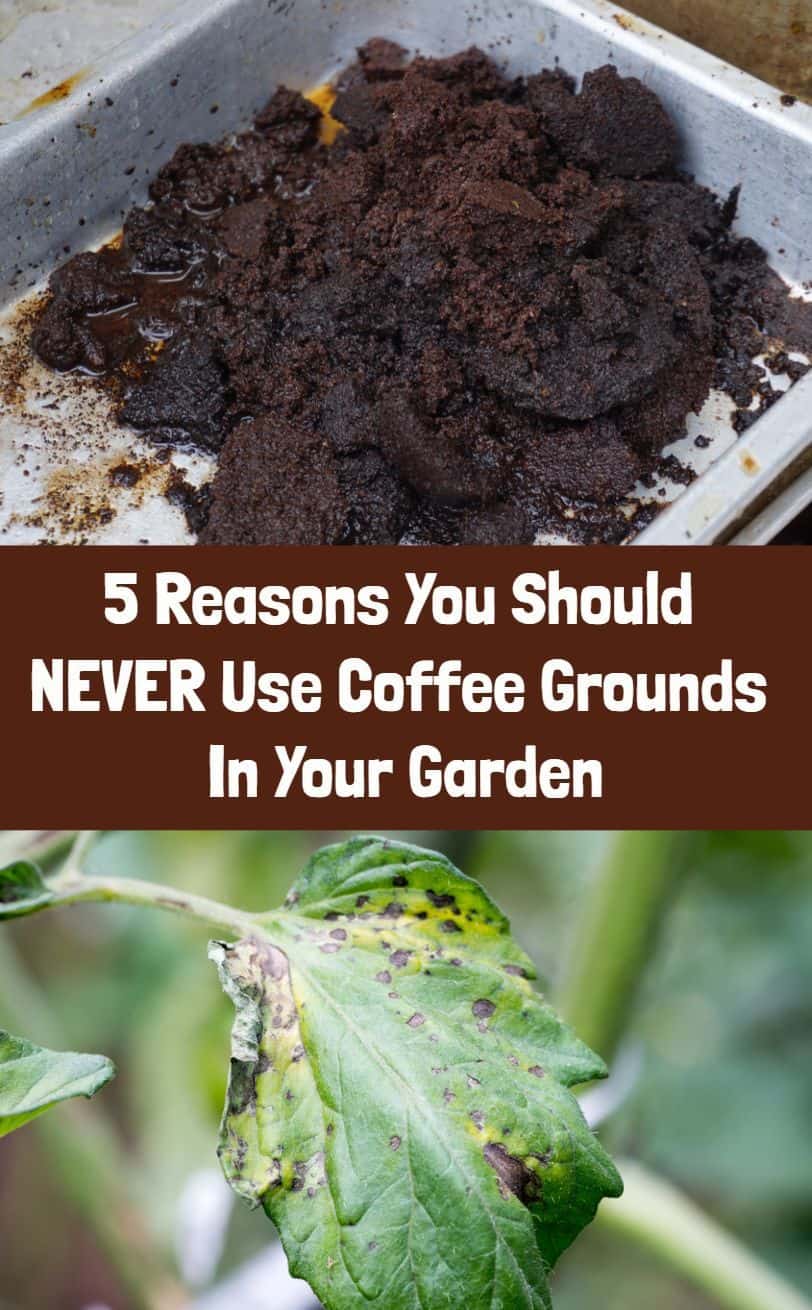 5 Reasons To NEVER Use Coffee Grounds In Your Garden