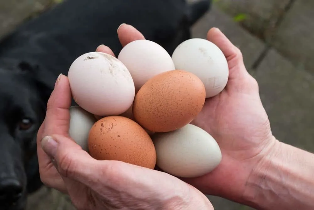5 Ways To Increase Your Chickens' Egg Size