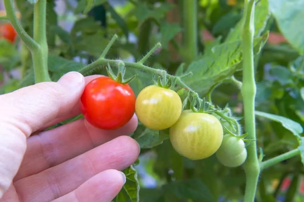 Simple Tips to Make Tomatoes Ripen Faster 2023 - AtOnce