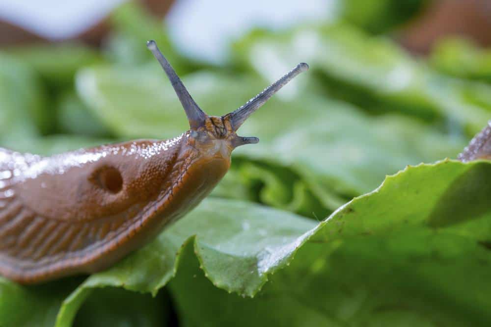 5 Reasons To NEVER Use Coffee Grounds In Your Garden