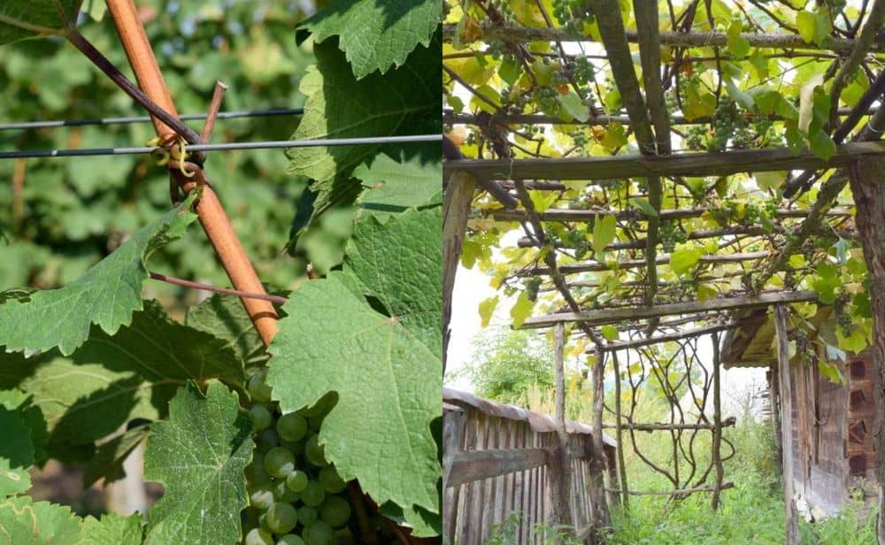 grape vine fence design