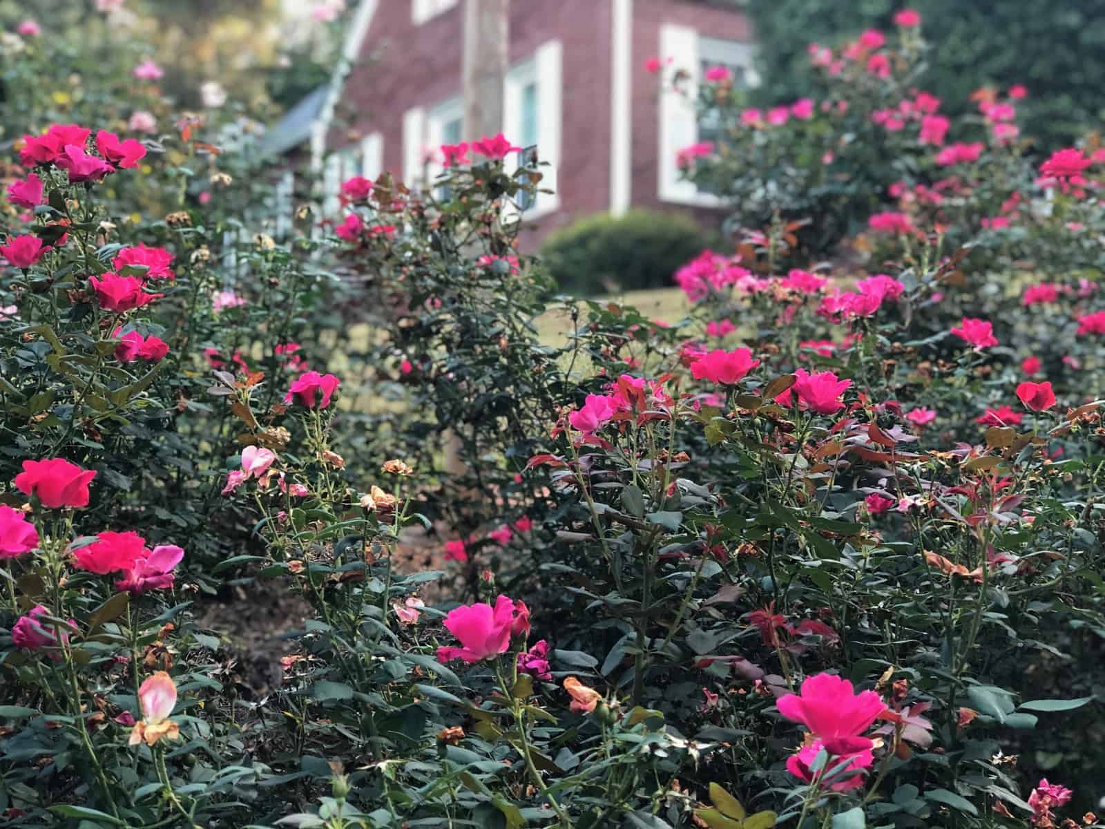 how-to-grow-a-brand-new-rose-bush-from-cuttings