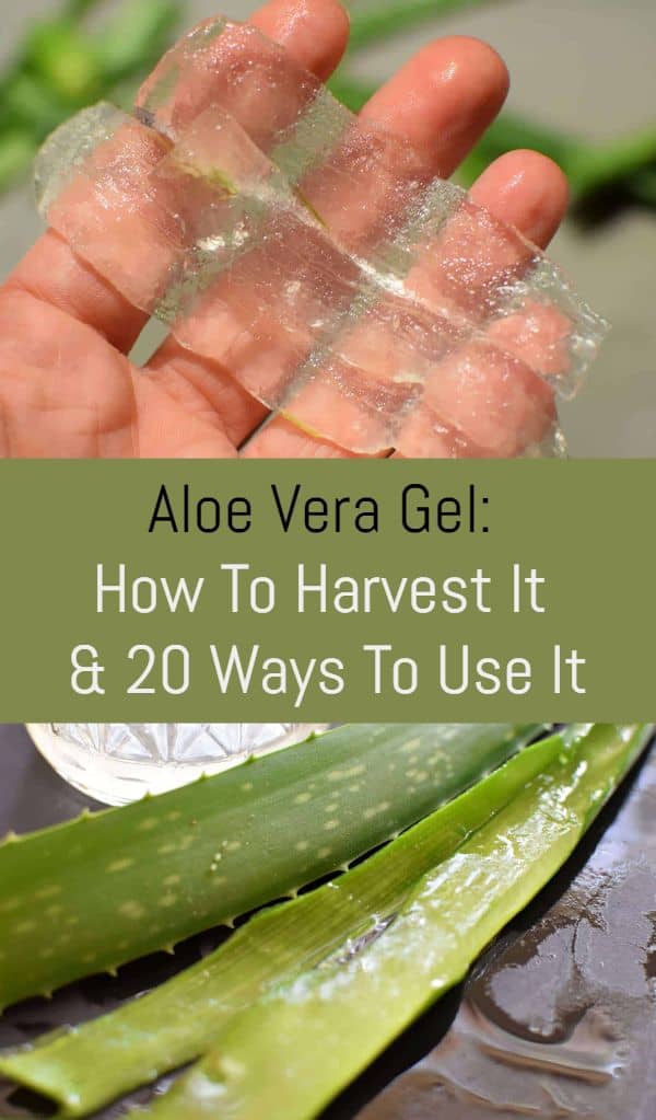 Aloe Vera Gel: How Harvest It and 20 Ways To Use