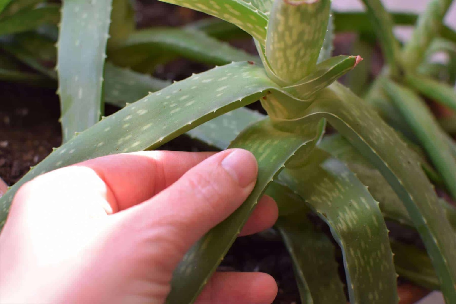 Aloe Vera Gel: How To Harvest It And 20 Ways To Use It