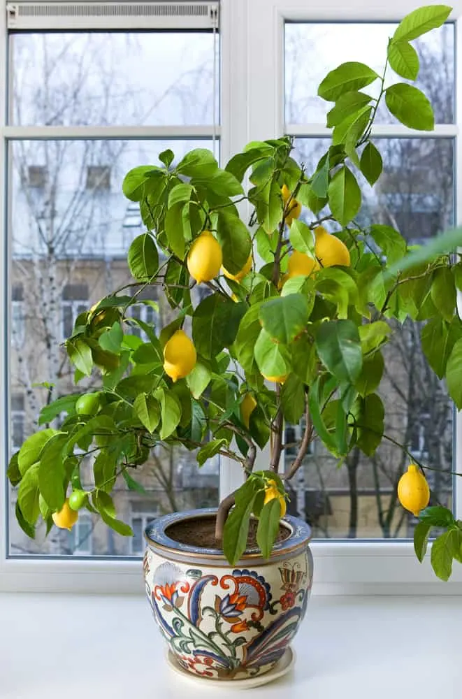 indoor fruit tree