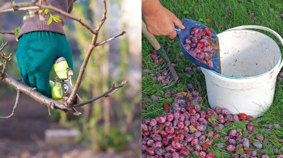 How To Prune A Plum Tree For Better Harvests