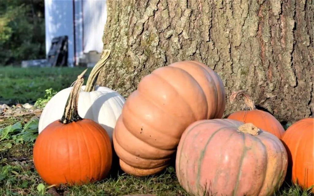 https://www.ruralsprout.com/wp-content/uploads/2019/10/pumpkins_tree-1024x639.jpg.webp