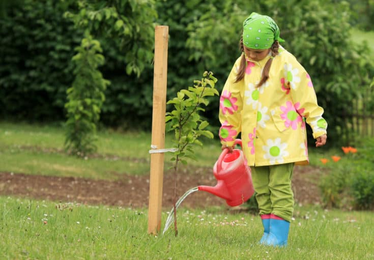 7 Ways to Protect Your Plants From a Sudden Frost