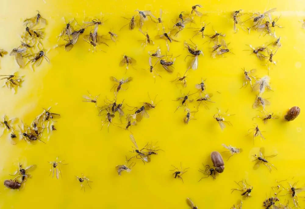 What Are Fungus Gnats And How To Get Rid Of Them