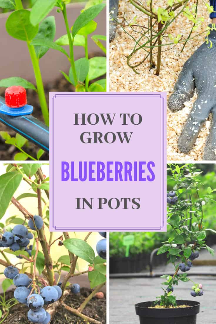 How To Grow Blueberries In Pots