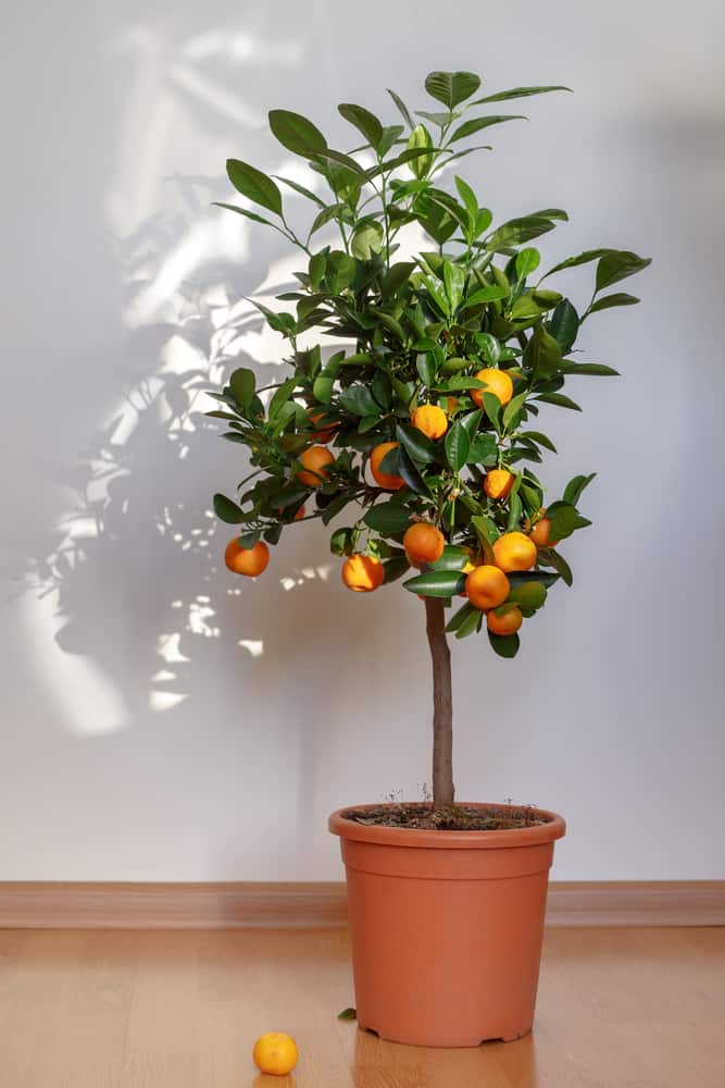 dwarf lemon tree indoors