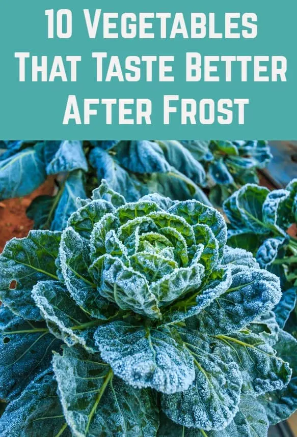 How frost can make your veg even tastier, Gardening advice