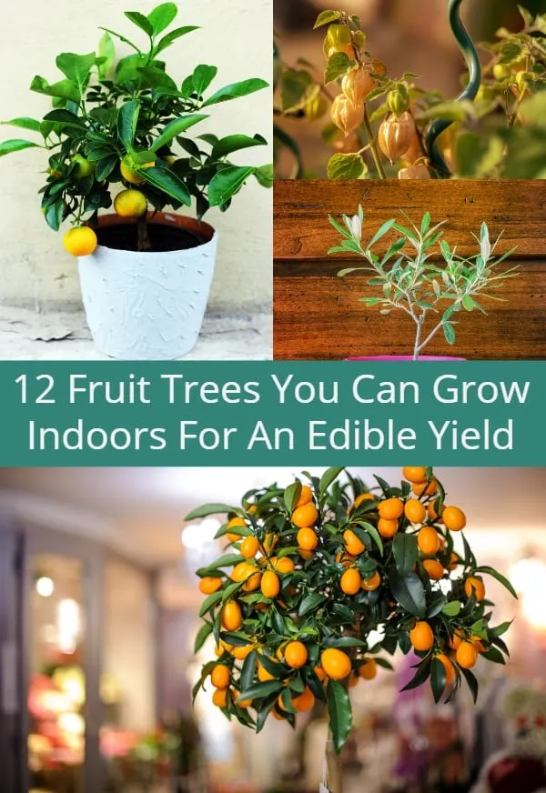 indoor fruit trees