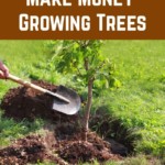 5 Ways To Make Money Growing Trees Even If You Have A Tiny Space